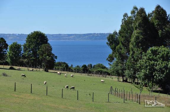 Criação de ovelhas em Isla Quinchao, uma des pequenas ilhas do arquipélago de Chiloé, no sul do Chile